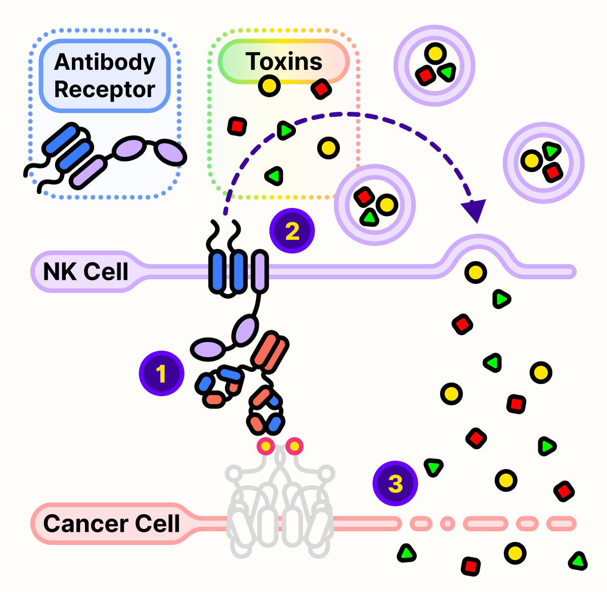 Antibody receptor on natural killer cells recognize obinutuzumab and releases toxins to kills cancer cells.