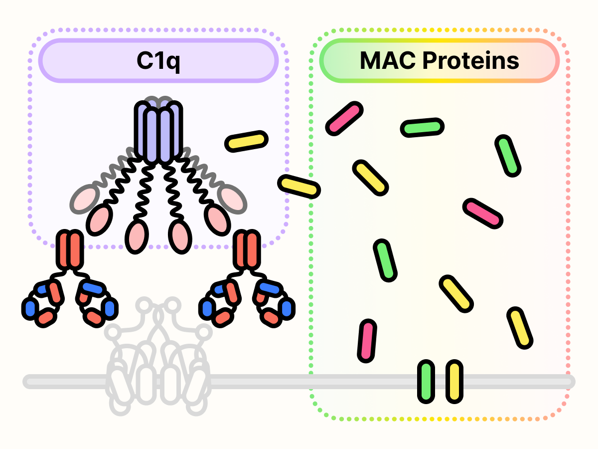 C1q binds on the top of the antibody cluster and streams of proteins are shown inserting themselves into the cell surface.