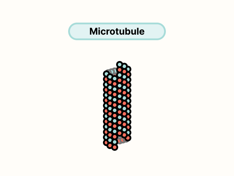 Microtubule.