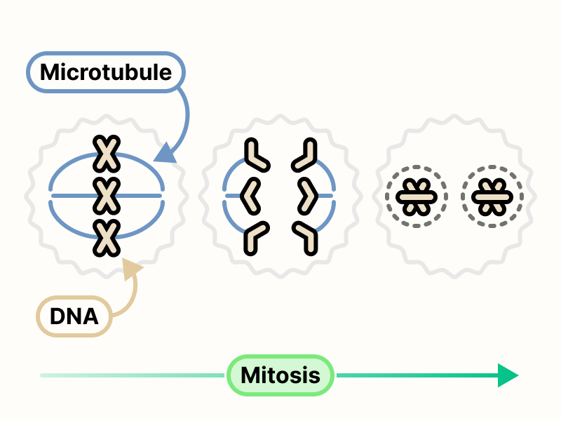 Partial stages of mitosis in sequence. From left to right: a cell with microtubules attached to DNA; a cell with DNA getting pulled toward opposite sides of the cell; and a cell with evenly split DNA in opposite sides of the cell.