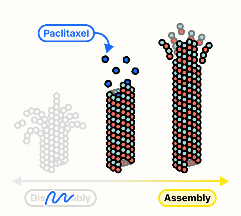 Paclitaxel binding to microtubules and inhibiting their disassembly.