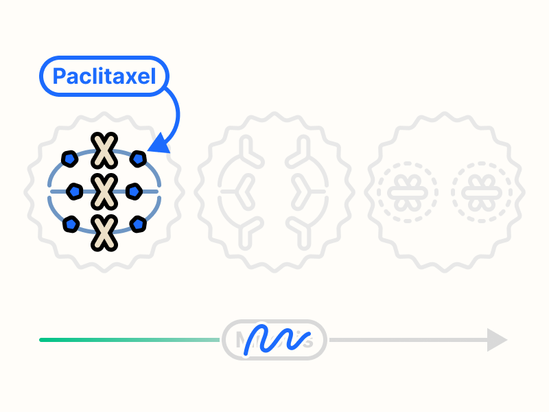 Paclitaxel inhibiting mitosis.