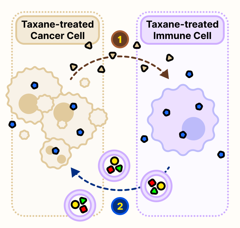 On the left, paclitaxel-treated cancer cells releasing DAMPs toward immune cell. On the right, paclitaxel-treated immune cell releasing toxins toward cancer cells.