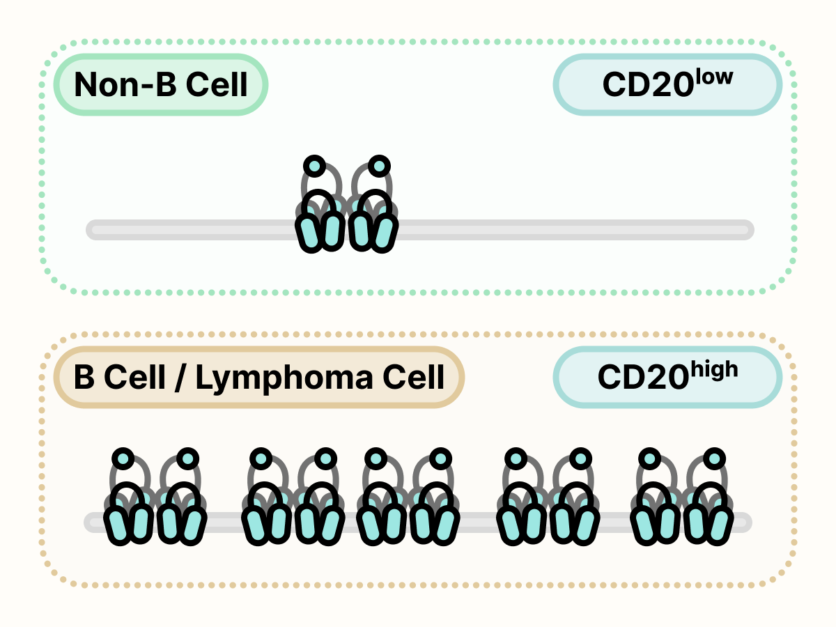 Non-B cell surface with a single CD20, followed by B cell and lymphoma cell surface with numerous CD20.