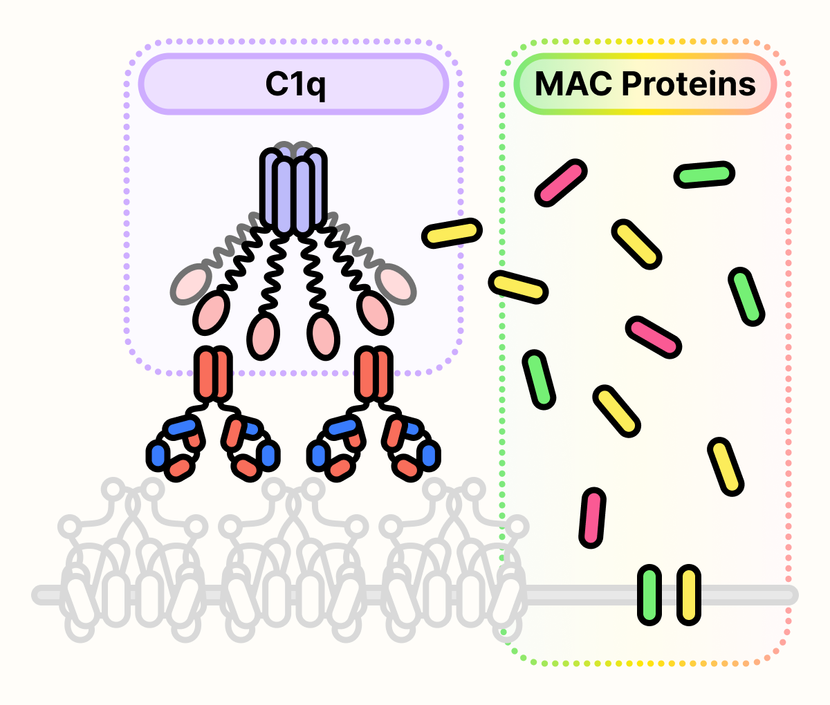 C1q binds on the top of the antibody cluster and streams of proteins are shown inserting themselves into the cell surface.