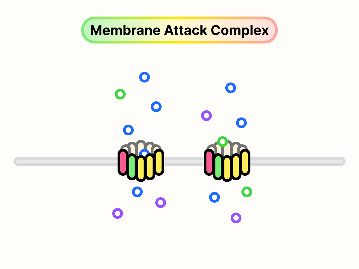 A pore-like membrane attack complex on the surface of the cell. Various molecules are freely passing through the complex.