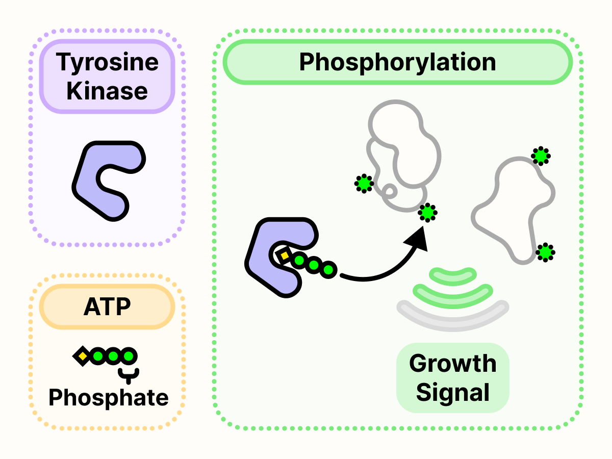Tyrosine kinase uses ATP to attach a phosphate tag on other proteins in a process called phosphorylation. This results in the transmission of growth signals.