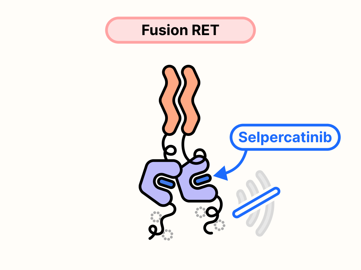 Selpercatinib blocks the ATP-binding site of RET fusion protein and stops growth signal transmission.