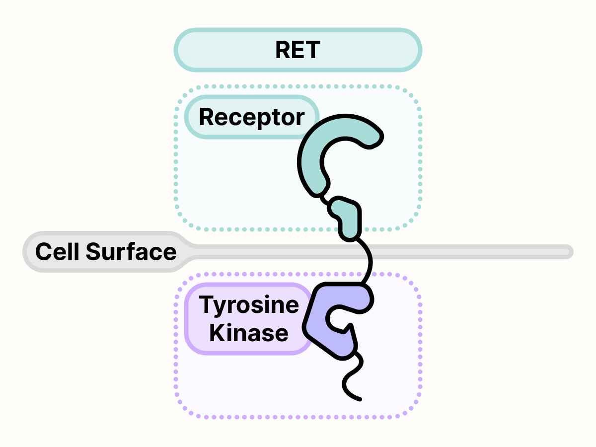 RET protein on the surface of the cell.