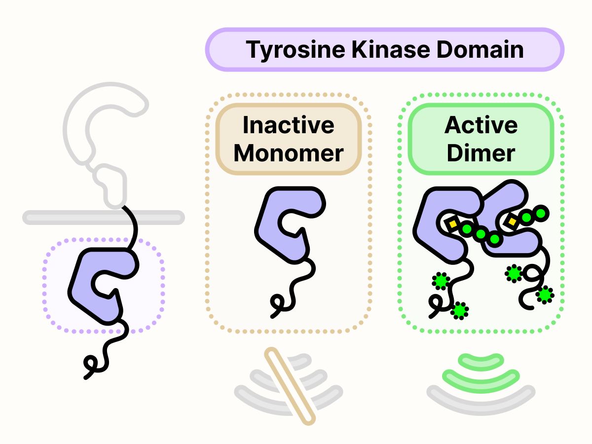 Monomeric RET tyrosine kinase is inactive. Dimeric RET tyrosine kinase is active.