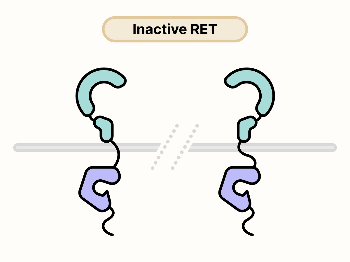 Two RET proteins are separated on the surface of the cell.