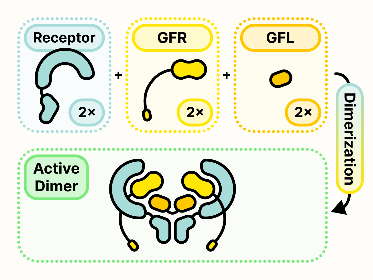 Receptor binding to GFR and GFL results in RET dimerization.