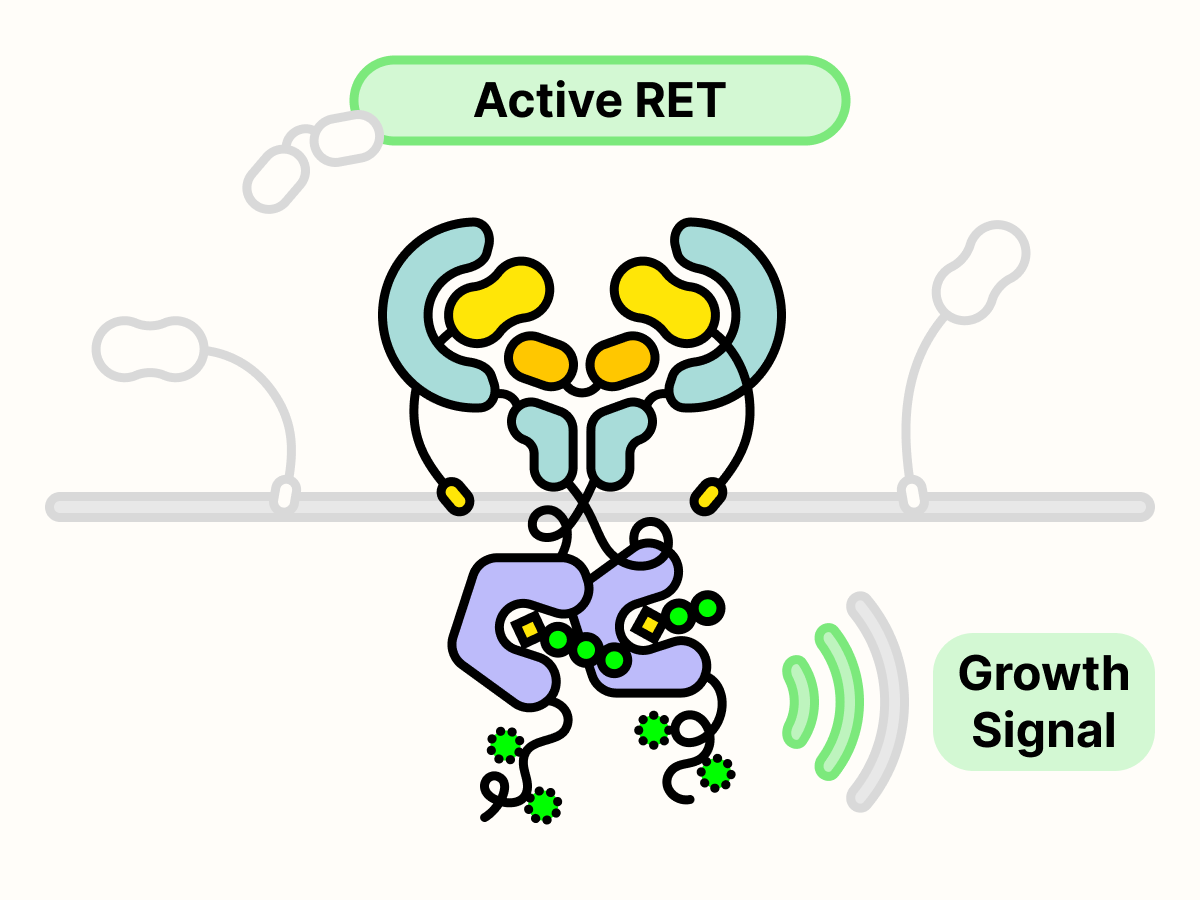 Active RET transmits growth signal through phosphorylation.