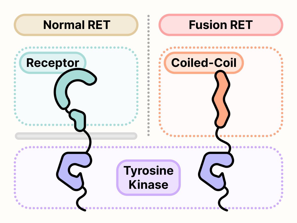 Mutated RET with its receptor domain replaced with a coiled-coil domain.