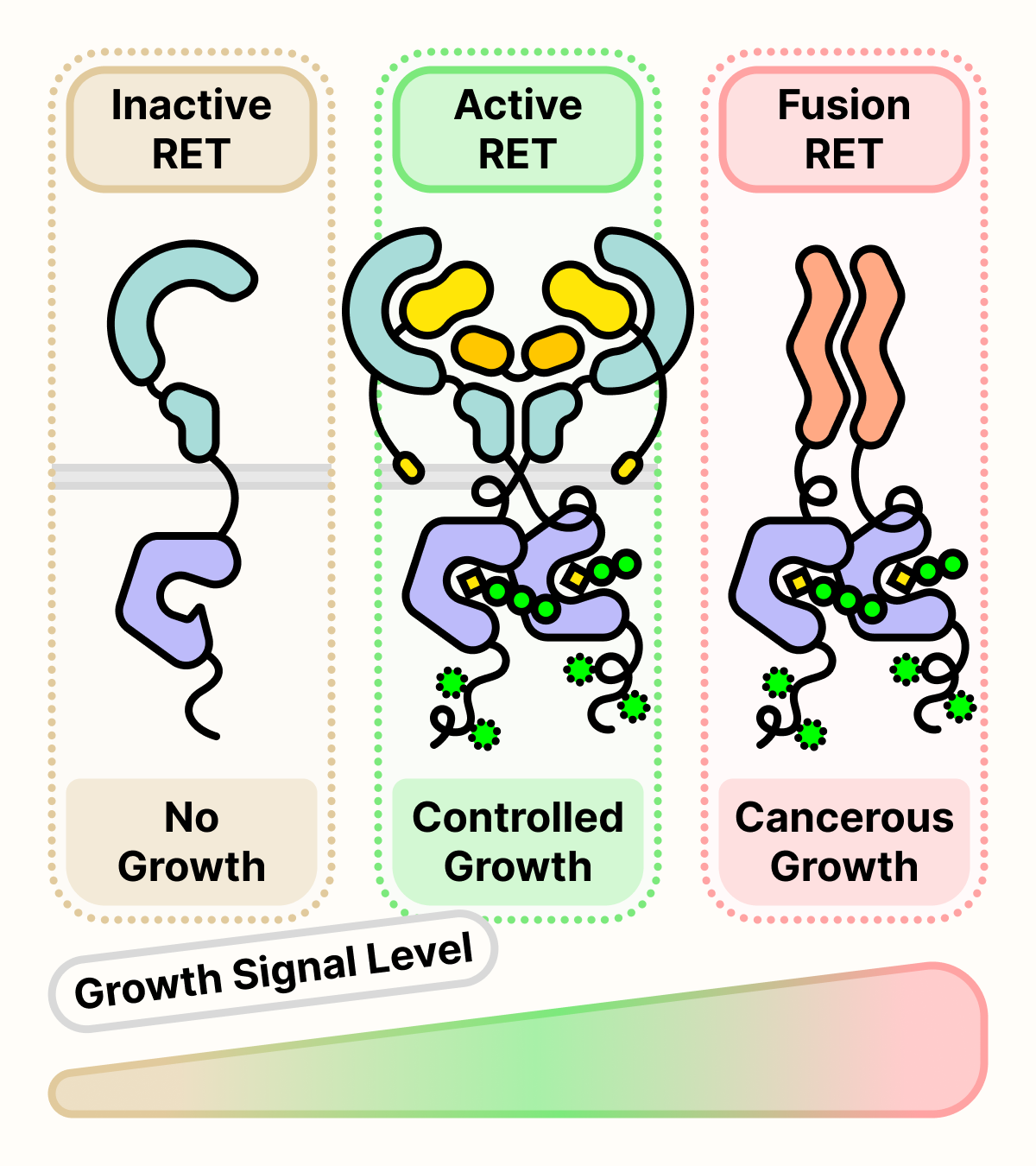 Growth signal level ranges from no signal from inactive RET, to controlled signal from active RET dimer, to cancerous signal from RET fusion protein.