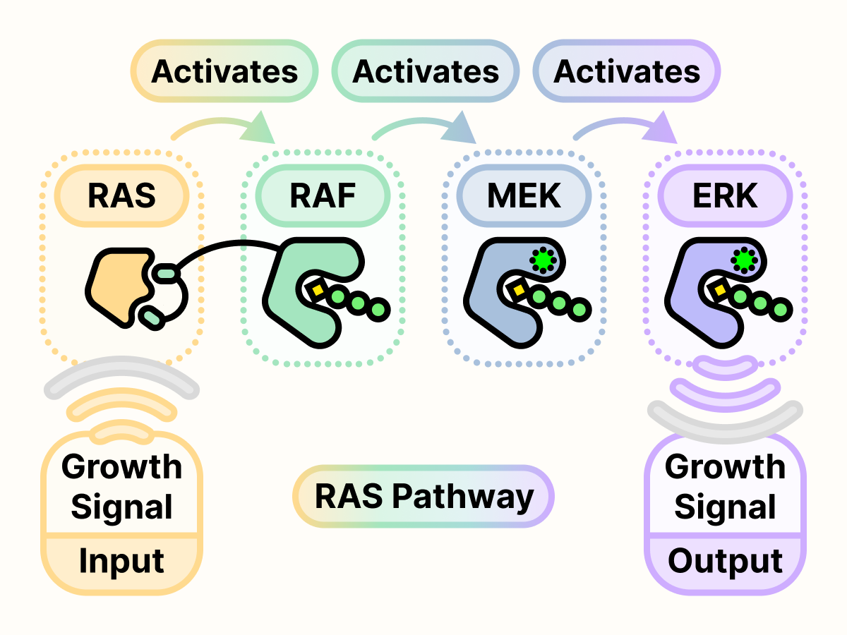 A diagram of the RAS pathway with a step-wise chain of activation starting from input growth signal, RAS, RAF, MEK, ERK, to output growth signal.