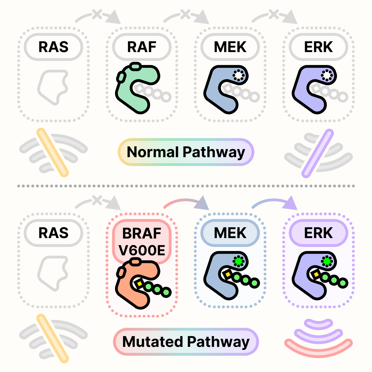 A diagram comparing the normal RAS pathway to the BRAF V600E mutated RAS pathway, both in the absence of input growth signal. There is no output growth signal in the normal pathway, but there is a strong output growth signal in the mutated pathway.