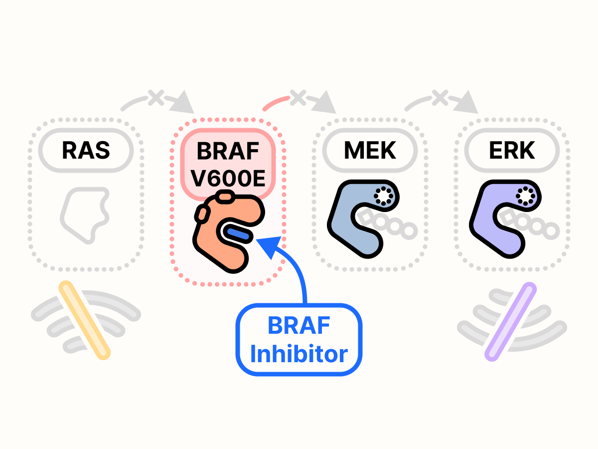 A diagram of the BRAF V600E mutated RAS pathway with BRAF blocked by a BRAF inhibitor. There is no output growth signal.