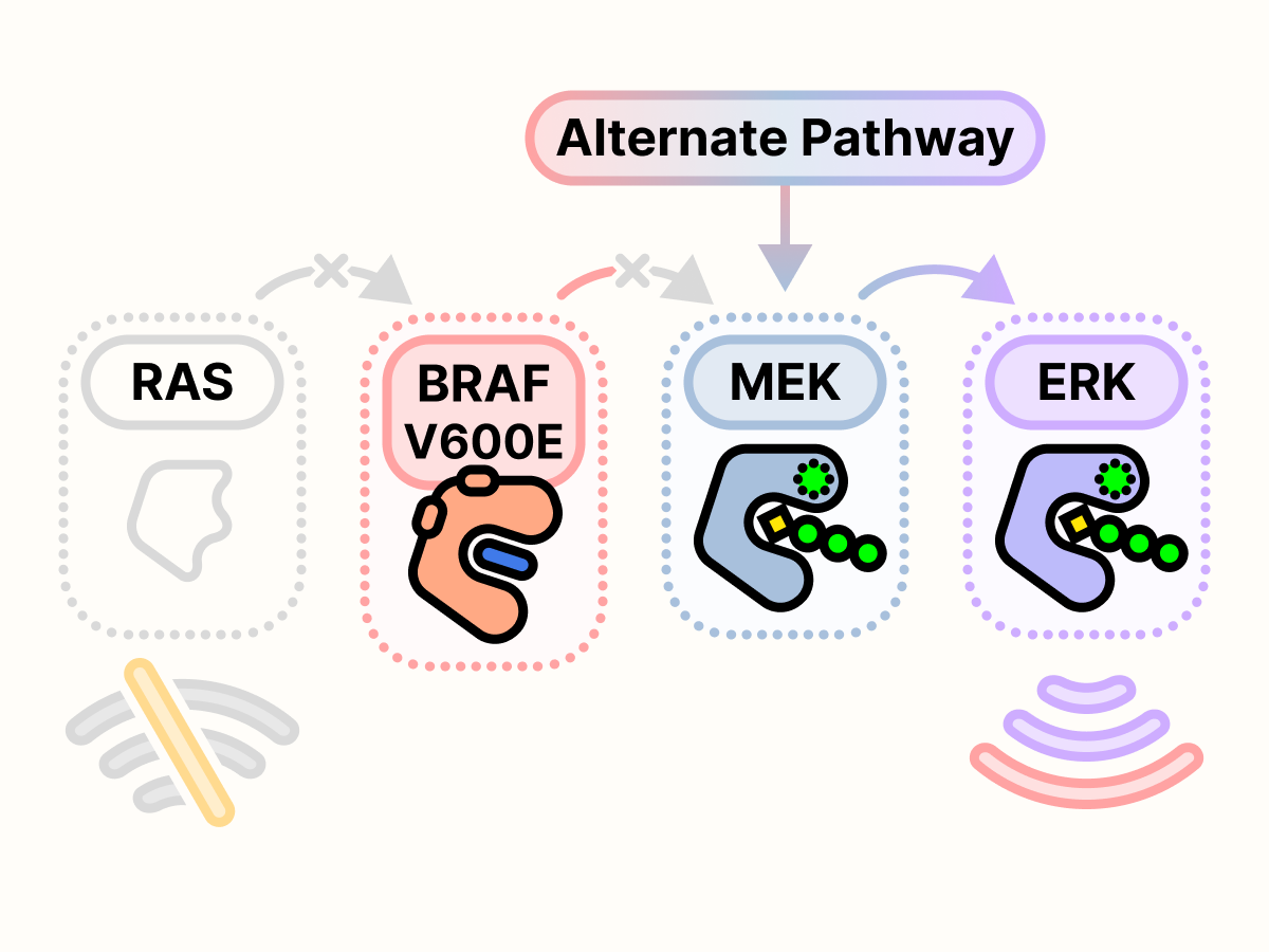 A diagram of the BRAF V600E mutated RAS pathway with BRAF blocked by a BRAF inhibitor. An alternate pathway feeds into MEK, and there is a strong output growth signal.