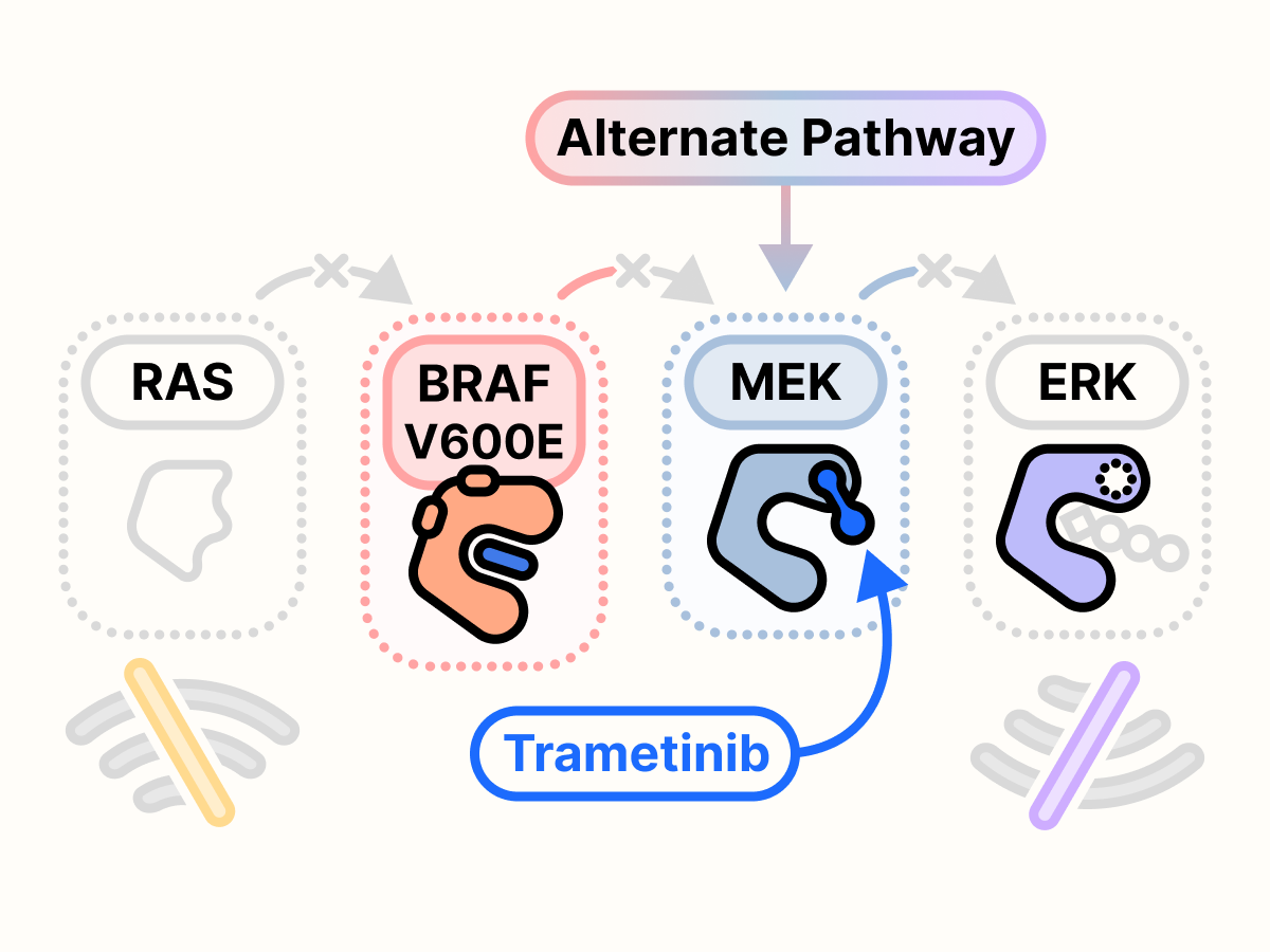 A diagram of the BRAF V600E mutated RAS pathway with BRAF blocked by a BRAF inhibitor and MEK blocked by a MEK inhibitor. There is no output growth signal.