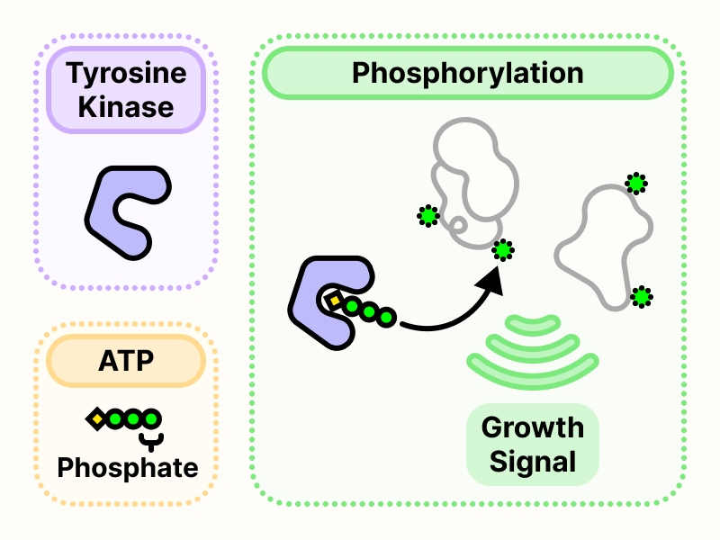 Tyrosine kinase using ATP to attach a phosphate tag on other proteins, which results in the transmission of growth signals.