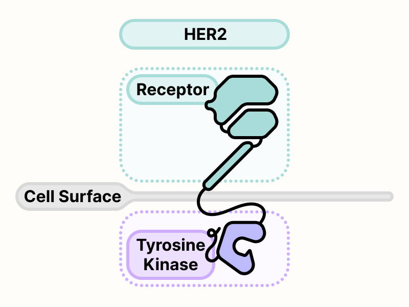 HER2 protein on the surface of the cell.