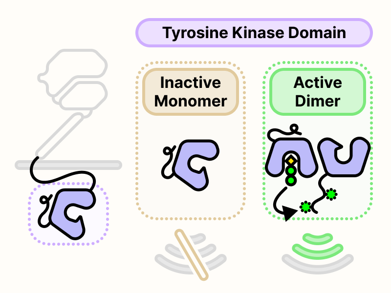 Inactive monomeric HER2 tyrosine kinase domain and active dimeric HER2 tyrosine kinase domains.