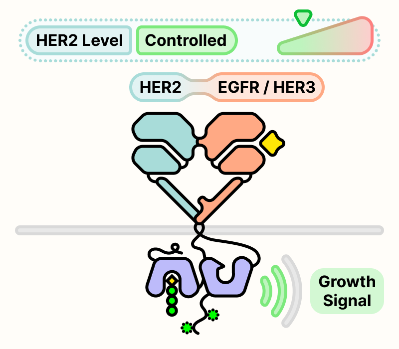 HER2 and EGFR or HER3 dimer producing controlled growth signals.