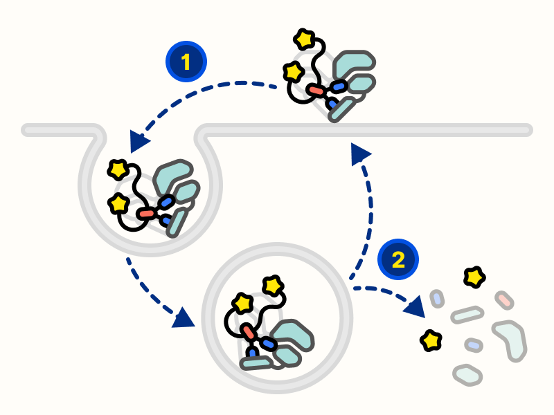 Fam-trastuzumab deruxtecan-nxki entering the cell and releasing DXd
